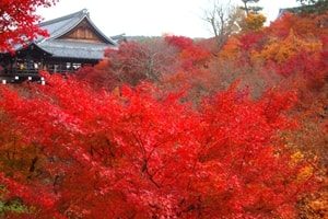 京都紅葉画像