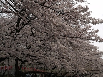 上野恩賜公園 桜 画像