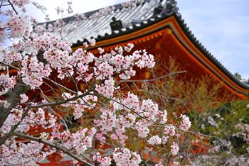 京都の名所の桜写真