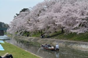 岡崎公園の桜まつり