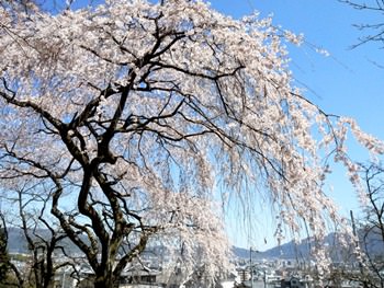 岩屋寺の桜の画像