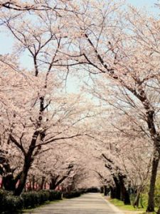 忠元公園 桜