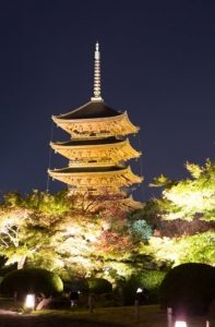 東寺の夜桜ライトアップの写真
