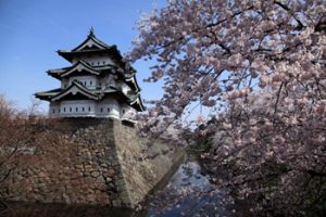弘前城 桜