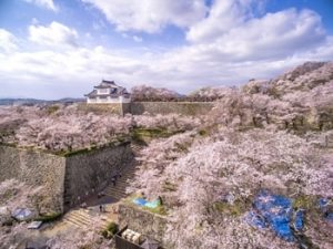 津山城鶴山公園の桜