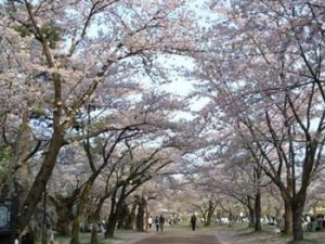 盛岡城跡公園 桜