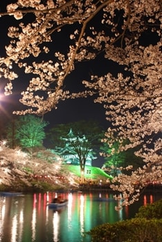 高田公園 夜桜１