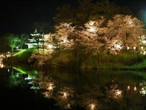 高田公園 夜桜３