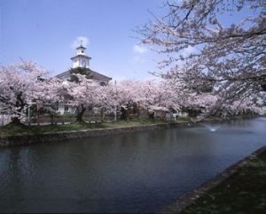 鶴岡公園 桜