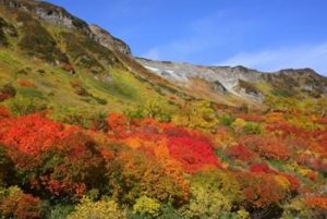 大雪山の紅葉画像