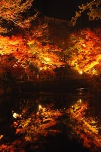 岩屋堂公園 紅葉ライトアップの画像