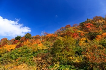 栗駒山 紅葉の画像