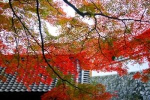 長谷寺の紅葉の写真