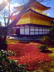 京都金閣寺の紅葉の画像
