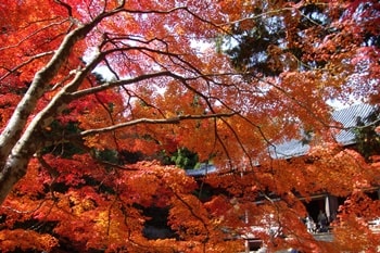 神護寺 紅葉の写真