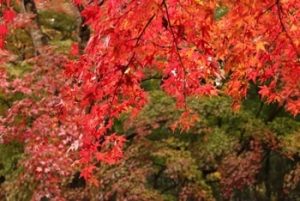 養老渓谷の紅葉-画像