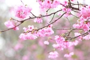 名護城公園 桜の画像