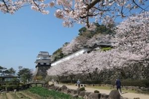 大村公園 桜-画像