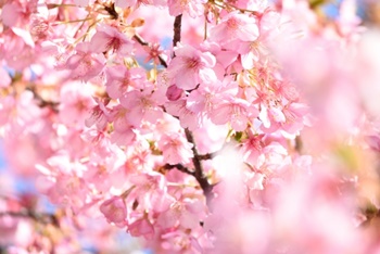 河津桜の三浦海岸の開花状況や見頃 桜まつりやランチ情報まとめ Hide Diary