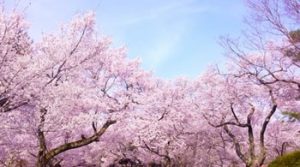 小城公園の桜の画像