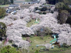 母智丘公園 桜の画像