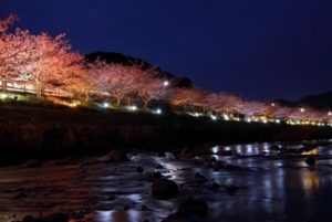 河津桜のライトアップ-画像