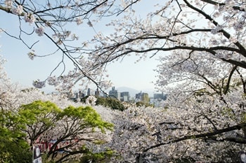 西公園福岡の桜の画像