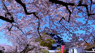 彦根城の桜の見頃や開花状況は 周辺駐車場やおすすめランチ情報 Hide Diary
