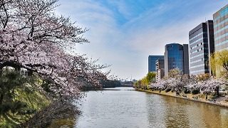 福岡城舞鶴公園の桜